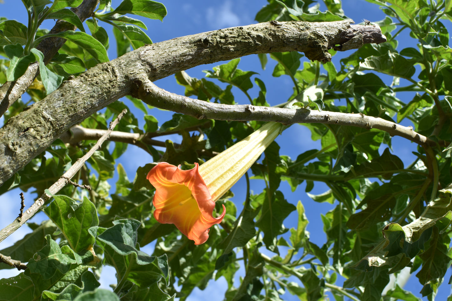 🌞 Retiro "Sol de los Andes": Reconexión en la Montaña