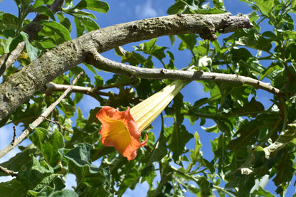 🌞 Retiro "Sol de los Andes": Reconexión en la Montaña