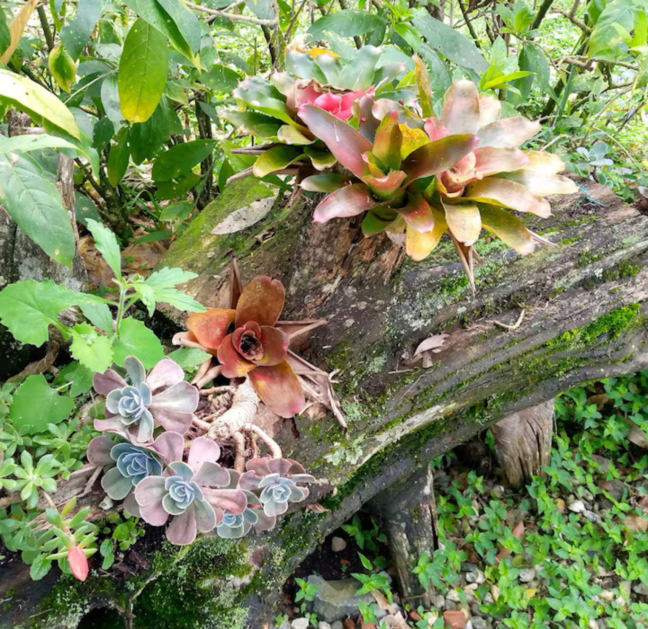 Casa Jardín @ Sumer Farms – Medellín | Garden Cabin Stay at Sumer Farms