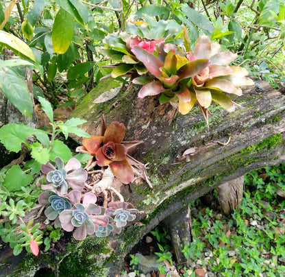 Casa Jardín @ Sumer Farms – Medellín | Garden Cabin Stay at Sumer Farms